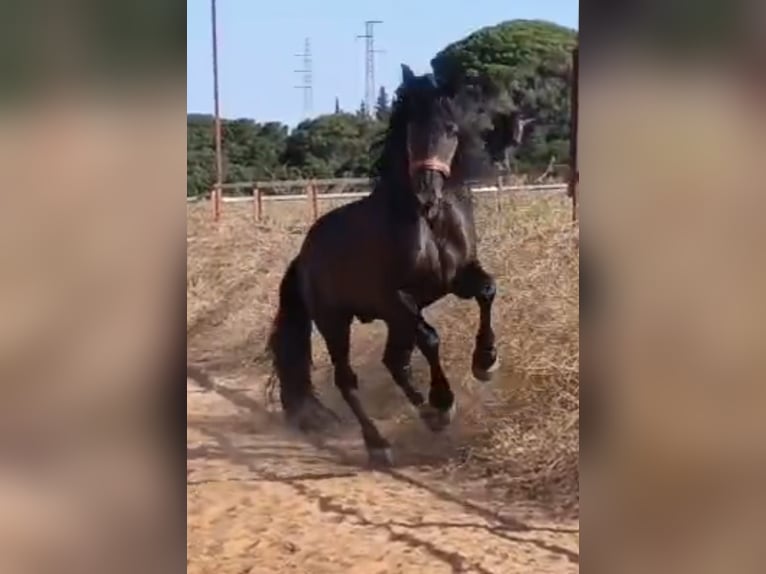 PRE Hengst 12 Jaar 174 cm Zwart in Vejer de la Frontera