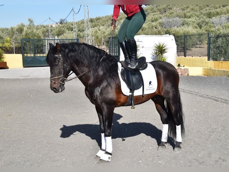 PRE Mix Hengst 12 Jaar Donkerbruin in Provinz Granada