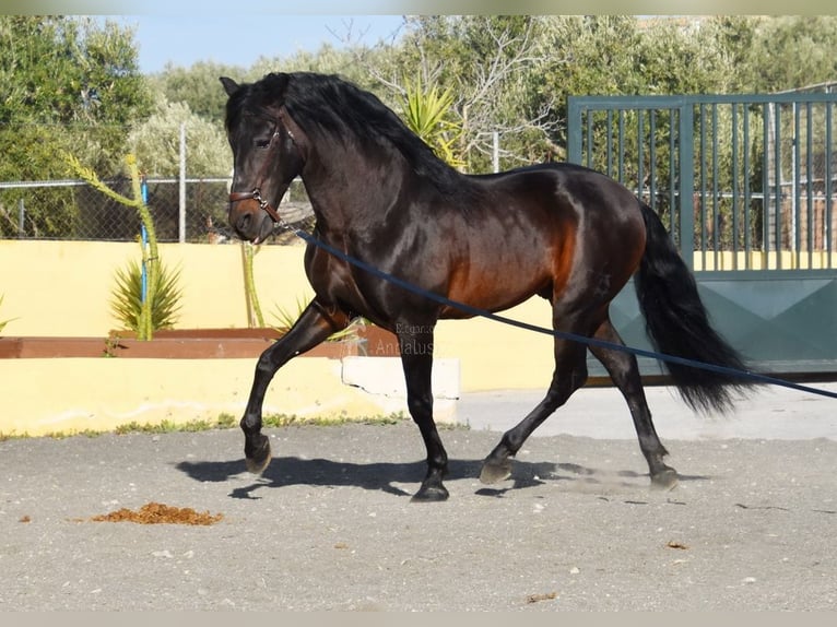 PRE Mix Hengst 12 Jaar Donkerbruin in Provinz Granada