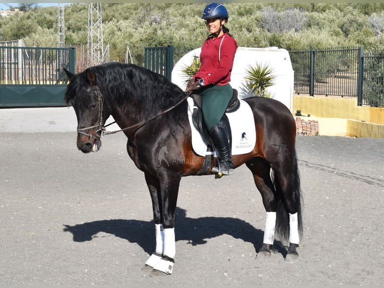 PRE Mix Hengst 12 Jaar Donkerbruin in Provinz Granada