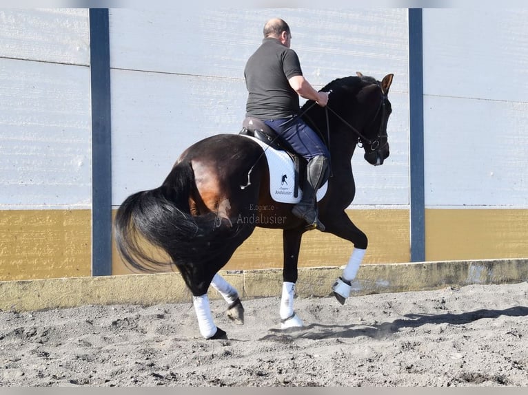 PRE Mix Hengst 12 Jaar Donkerbruin in Provinz Granada