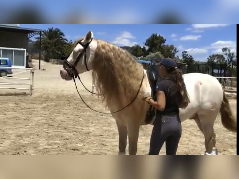 PRE Hengst 12 Jahre 159 cm Perlino in Galaroza (Huelva)