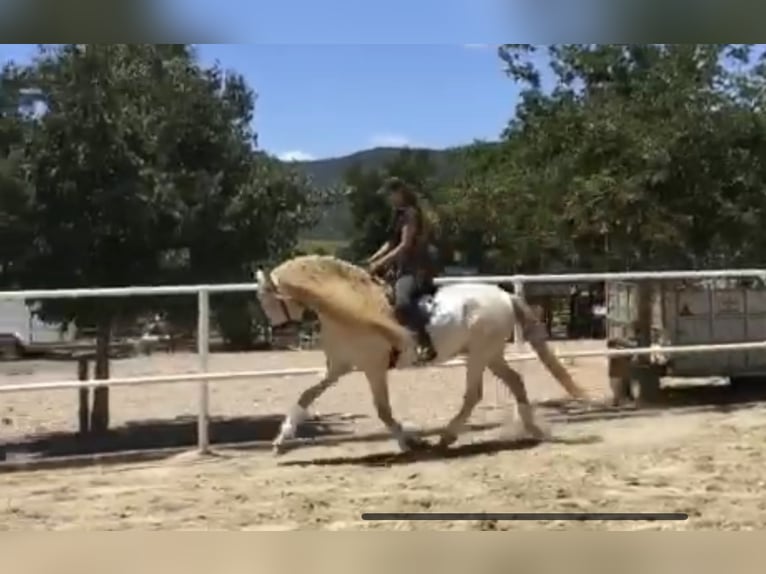 PRE Hengst 12 Jahre 159 cm Perlino in Galaroza (Huelva)