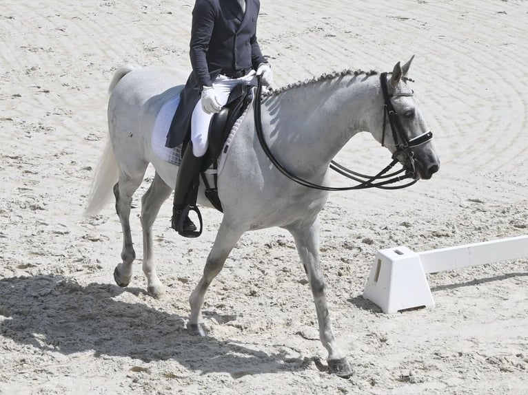 PRE Mix Hengst 12 Jahre 162 cm Schimmel in NAVAS DEL MADRONO