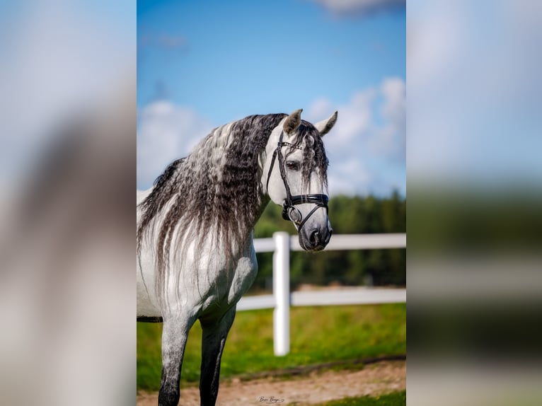 PRE Hengst 12 Jahre 164 cm Schimmel in Wysin