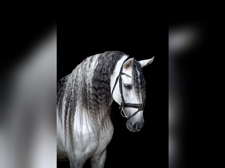 PRE Hengst 12 Jahre 164 cm Schimmel in Wysin
