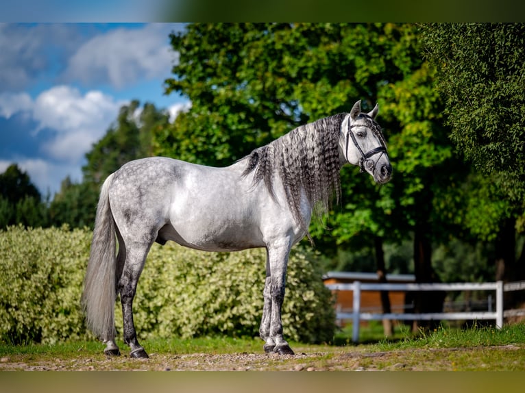 PRE Hengst 12 Jahre 164 cm Schimmel in Wysin