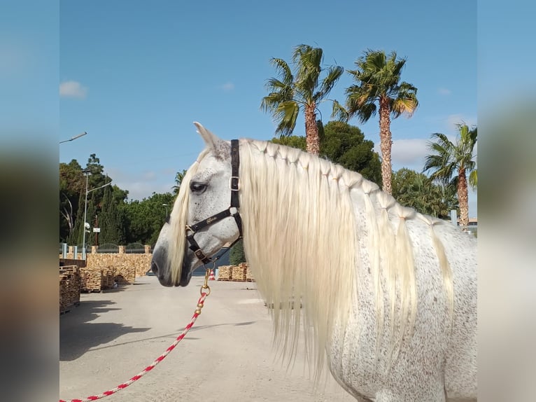 PRE Hengst 12 Jahre 166 cm Fliegenschimmel in Alicante/Alacant