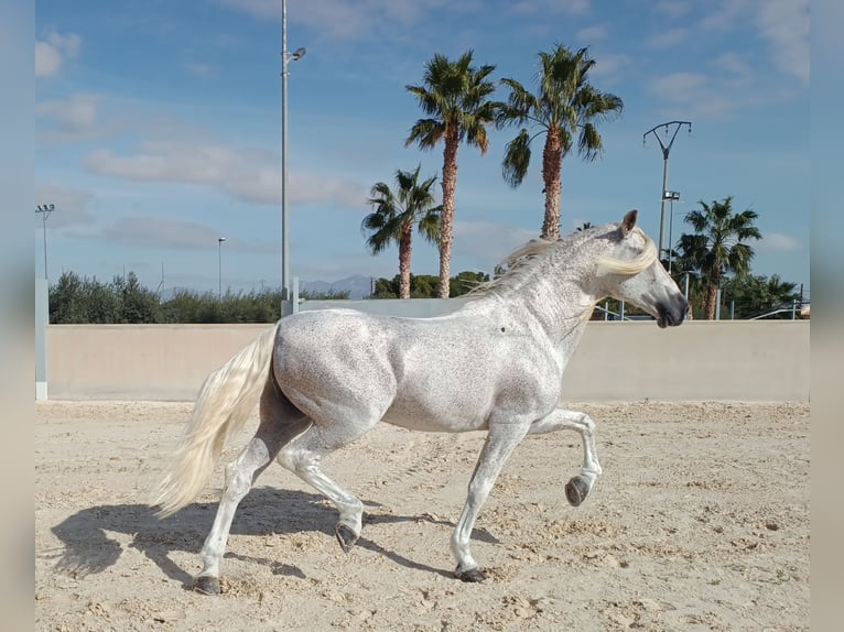 PRE Hengst 12 Jahre 166 cm Fliegenschimmel in Alicante/Alacant