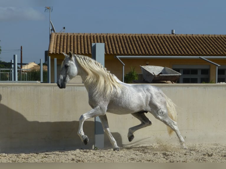 PRE Hengst 12 Jahre 166 cm Fliegenschimmel in Alicante/Alacant