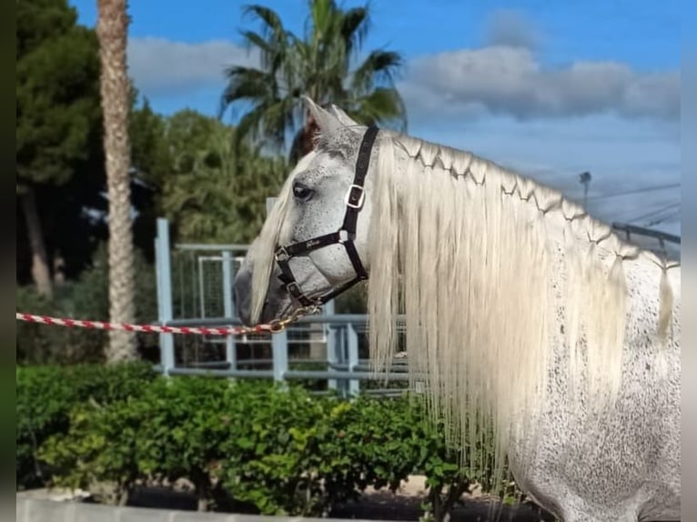 PRE Hengst 12 Jahre 166 cm Fliegenschimmel in Alicante/Alacant