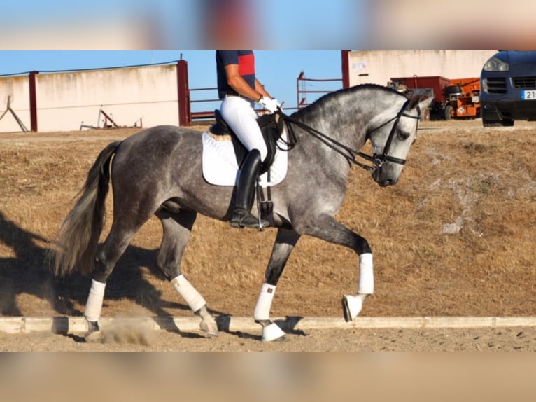 PRE Mix Hengst 12 Jahre 167 cm Schimmel in navas del madrono