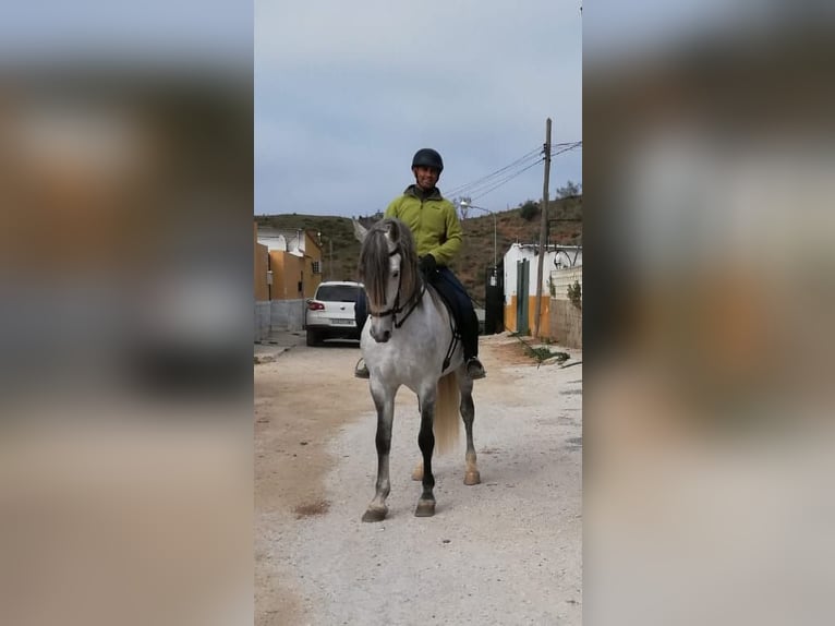 PRE Mix Hengst 12 Jahre 167 cm Schimmel in Malaga