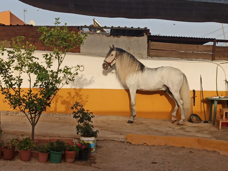 PRE Mix Hengst 12 Jahre 167 cm Schimmel in Malaga