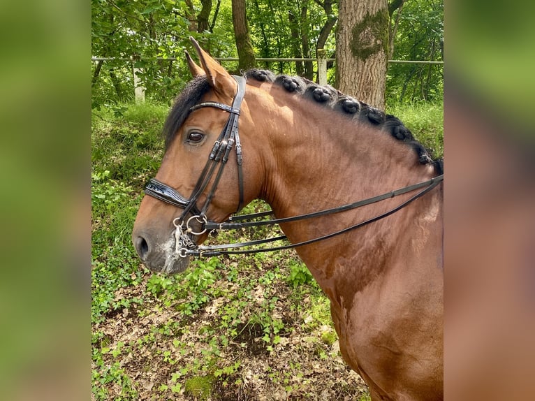PRE Hengst 12 Jahre 170 cm Brauner in Roßdorf