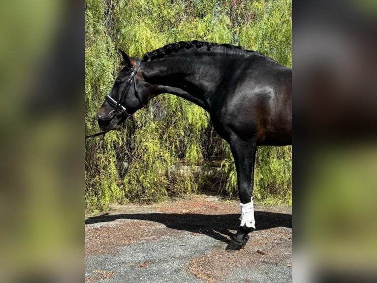 PRE Mix Hengst 12 Jahre 170 cm Rappe in Martfeld