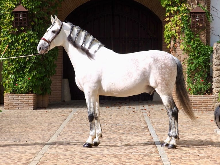 PRE Mix Hengst 12 Jahre 170 cm Schimmel in Navas Del Madroño PRE Mix Hengst 12 Jahre 170 cm Schimmel in Navas Del Madroño