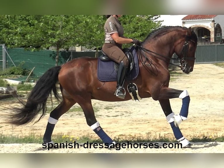 PRE Mix Hengst 12 Jahre 173 cm Brauner in Barcelona