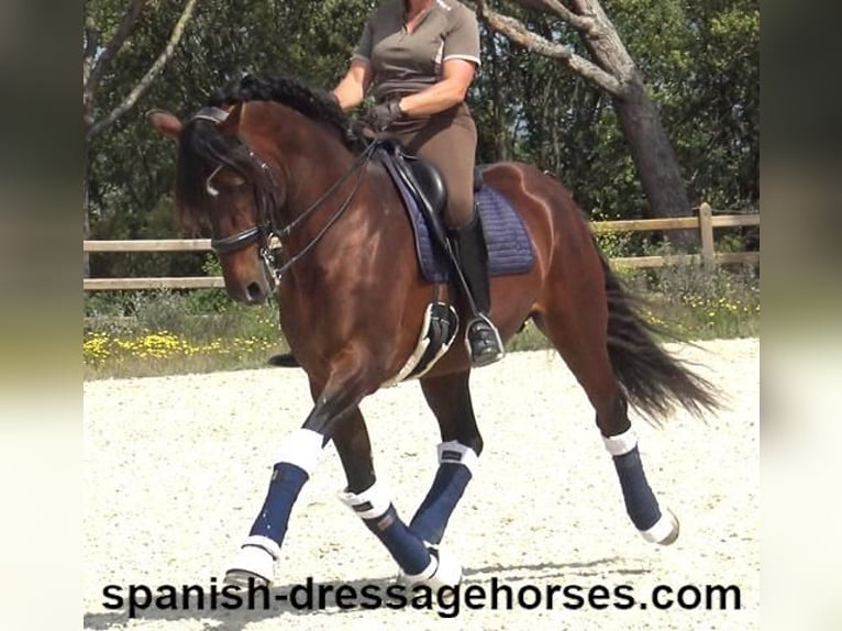 PRE Mix Hengst 12 Jahre 173 cm Brauner in Barcelona