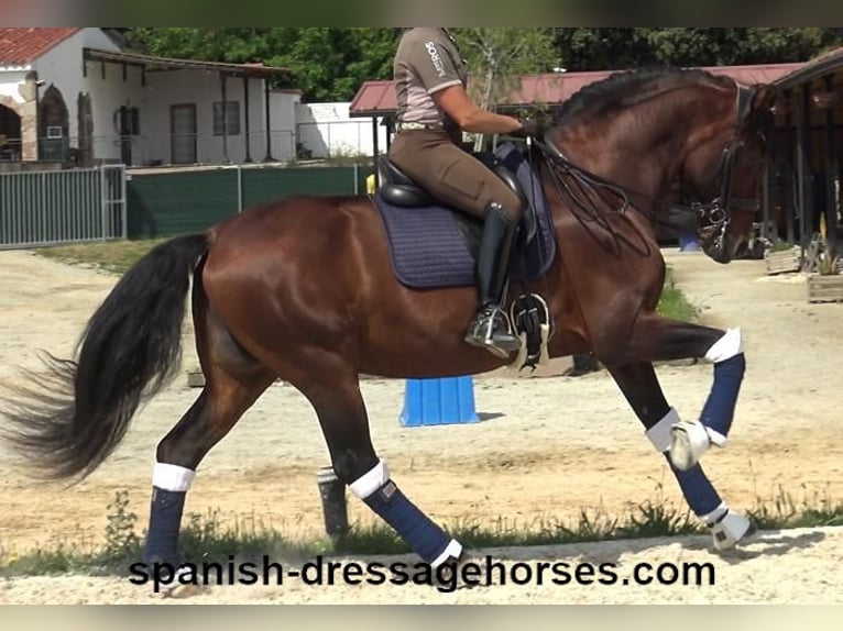 PRE Mix Hengst 12 Jahre 173 cm Brauner in Barcelona
