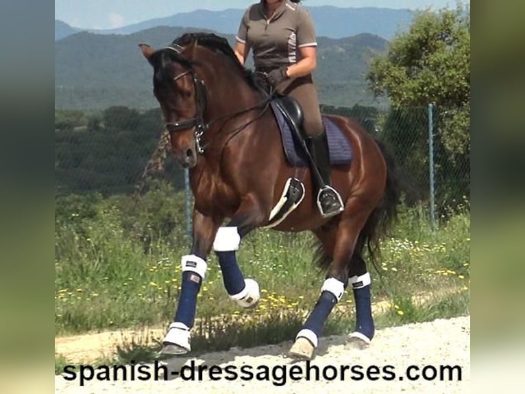 PRE Mix Hengst 12 Jahre 173 cm Brauner in Barcelona