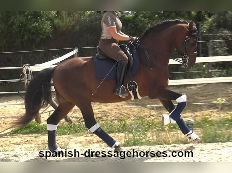 PRE Mix Hengst 12 Jahre 173 cm Brauner in Barcelona