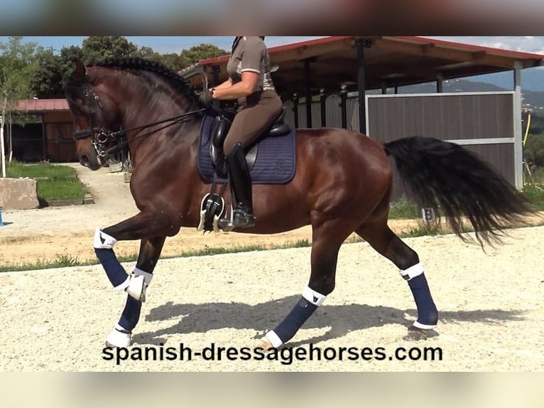 PRE Mix Hengst 12 Jahre 173 cm Brauner in Barcelona