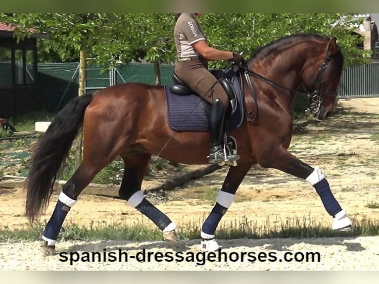 PRE Mix Hengst 12 Jahre 173 cm Brauner in Barcelona