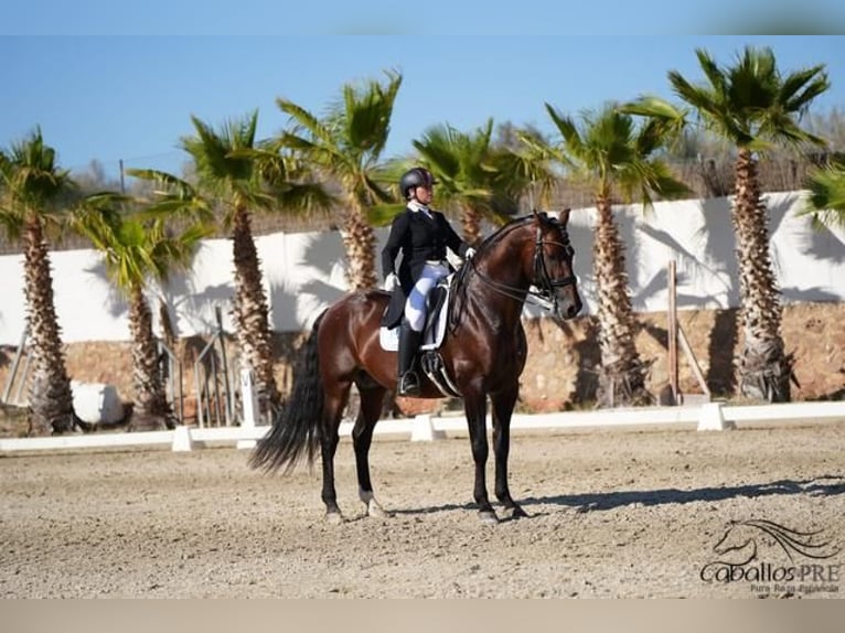 PRE Hengst 12 Jahre 173 cm Brauner in Barcelona