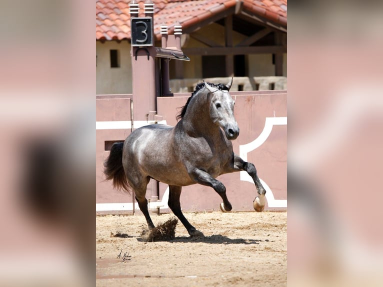 PRE Mix Hengst 12 Jahre 173 cm Schimmel in Madera, CA