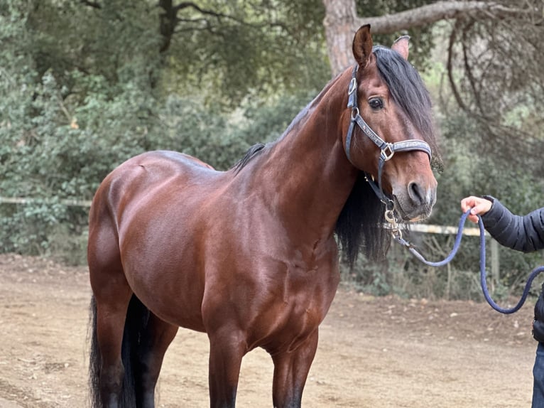 PRE Hengst 12 Jahre 174 cm Dunkelbrauner in Barcelona