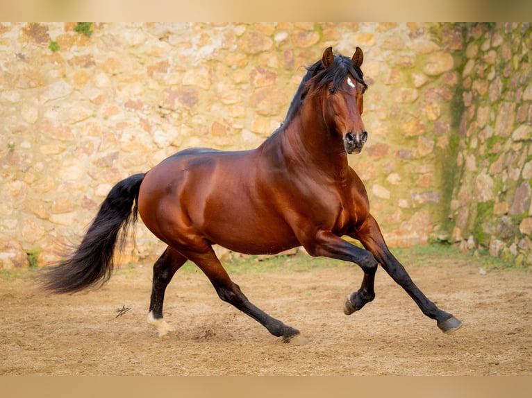 PRE Hengst 12 Jahre 174 cm Dunkelbrauner in Barcelona