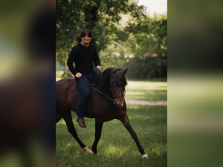 PRE Mix Hengst 12 Jahre Brauner in Piešťany