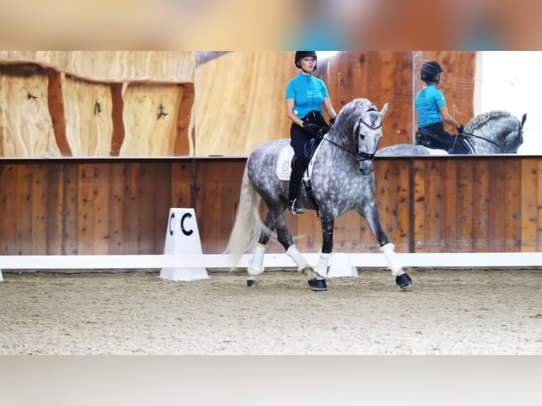 PRE Mix Hengst 12 Jahre Schimmel in Madera