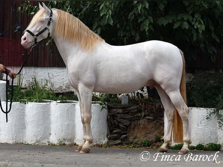 PRE Hengst 13 Jaar 152 cm Perlino in Waldshut-Tiengen