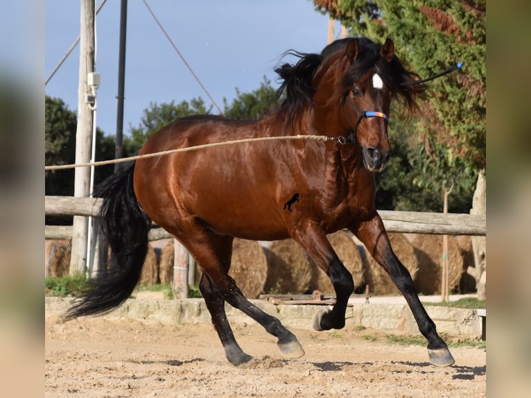 PRE Hengst 13 Jaar 157 cm Bruin in Menorca