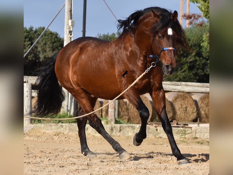 PRE Hengst 13 Jaar 157 cm Bruin in Menorca