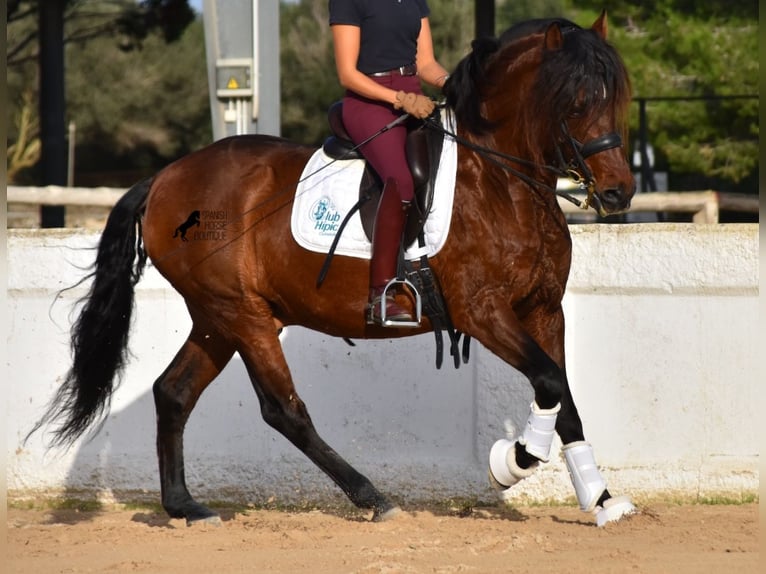 PRE Hengst 13 Jaar 157 cm Bruin in Menorca