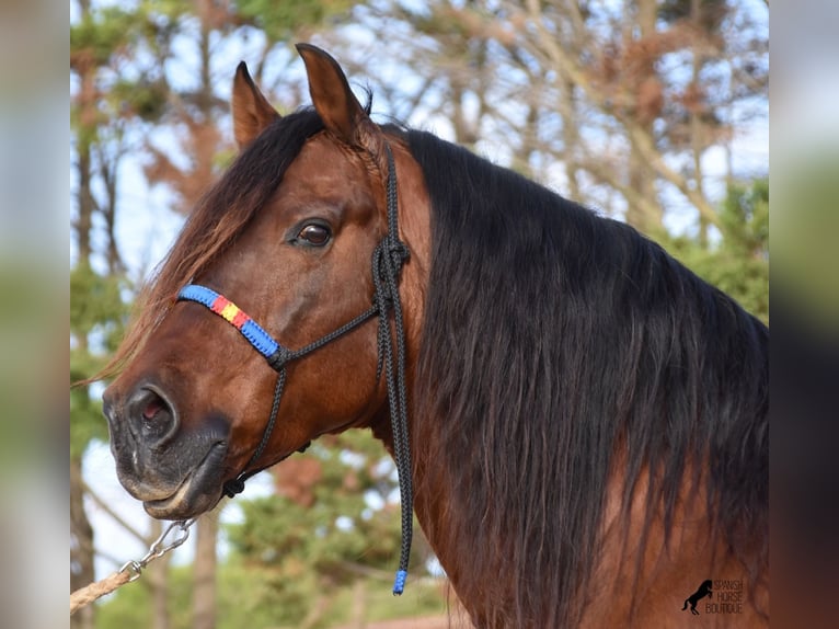 PRE Hengst 13 Jaar 157 cm Bruin in Menorca