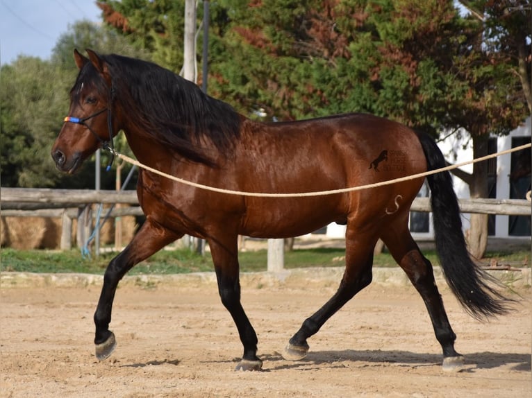 PRE Hengst 13 Jaar 157 cm Bruin in Menorca