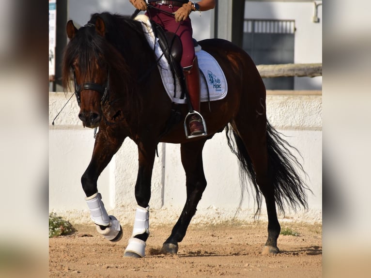 PRE Hengst 13 Jaar 157 cm Bruin in Menorca