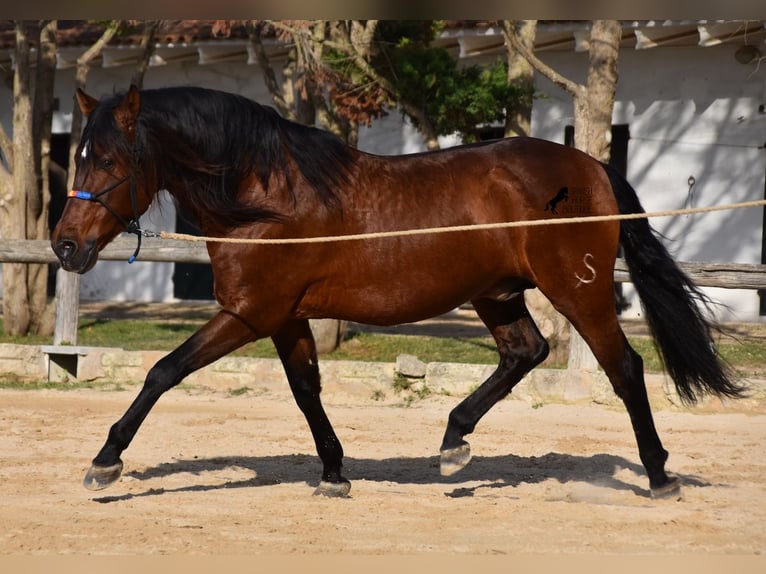 PRE Hengst 13 Jaar 157 cm Bruin in Menorca