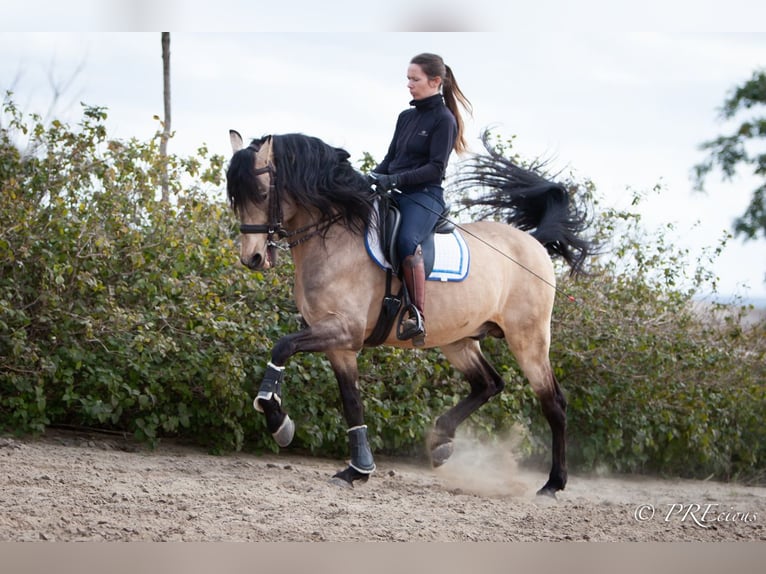 PRE Mix Hengst 13 Jaar 160 cm Falbe in SEVILLA