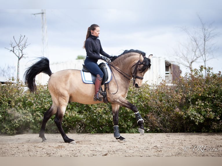 PRE Mix Hengst 13 Jaar 160 cm Falbe in SEVILLA