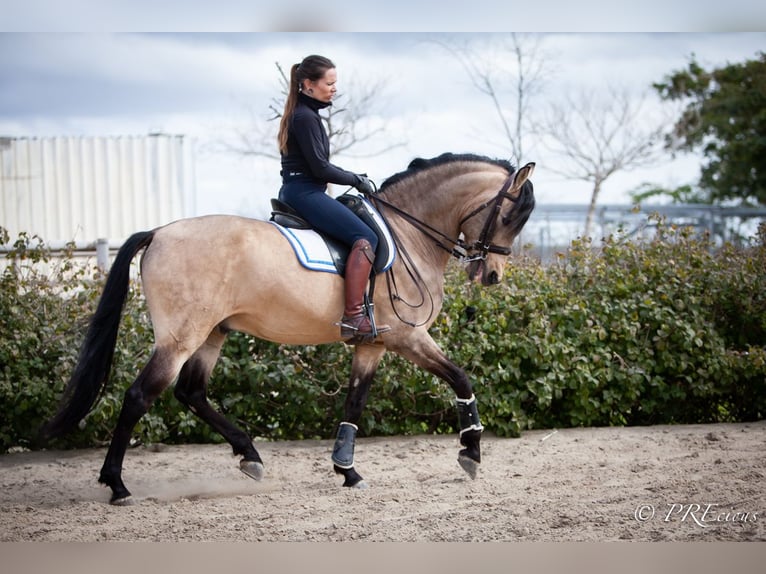 PRE Mix Hengst 13 Jaar 160 cm Falbe in SEVILLA