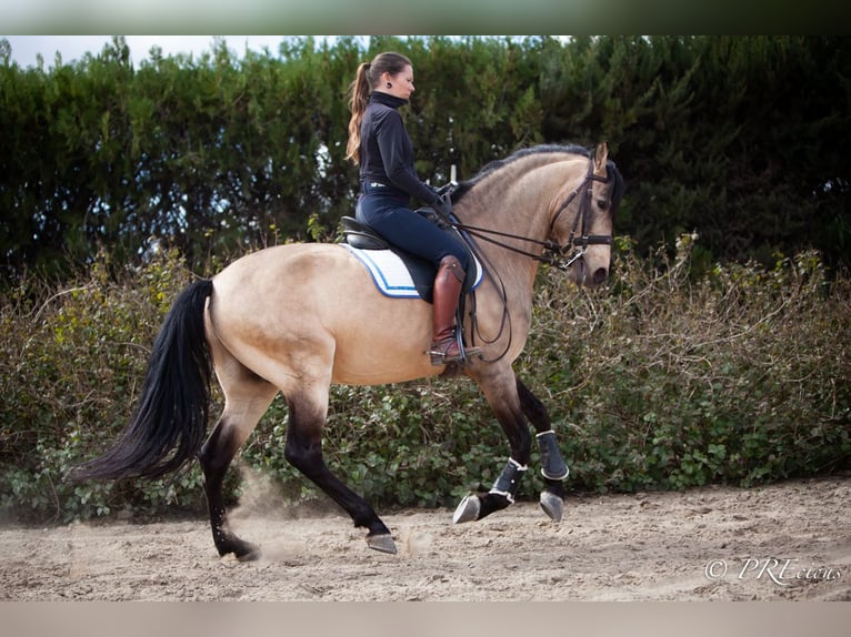 PRE Mix Hengst 13 Jaar 160 cm Falbe in SEVILLA