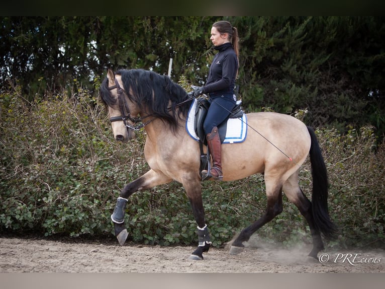 PRE Mix Hengst 13 Jaar 160 cm Falbe in SEVILLA