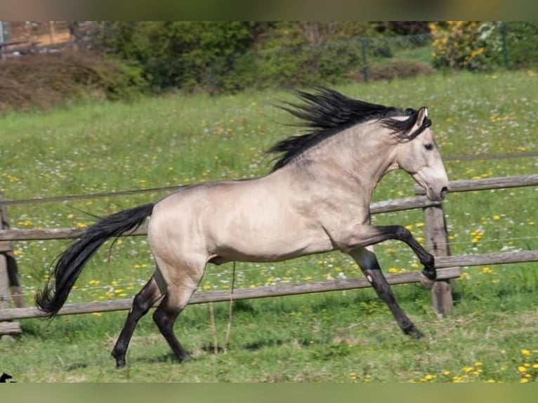 PRE Mix Hengst 13 Jaar 161 cm Falbe in Sacramento