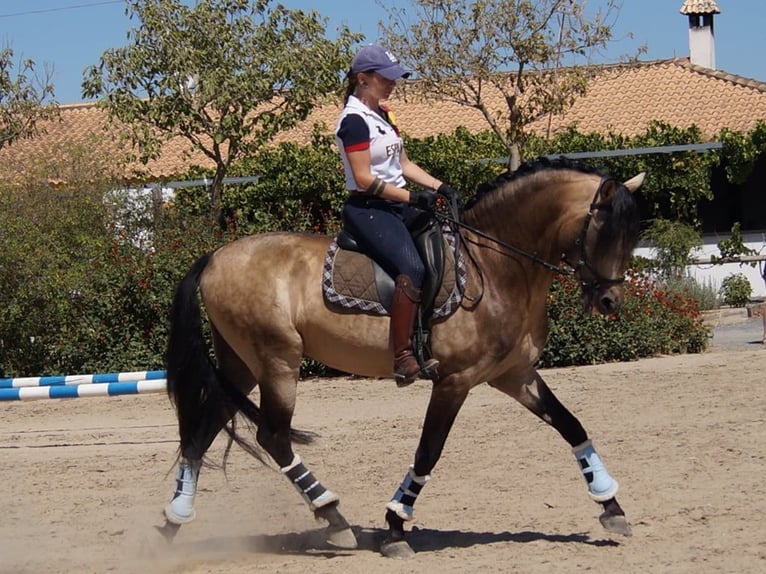 PRE Mix Hengst 13 Jaar 161 cm Falbe in Sacramento