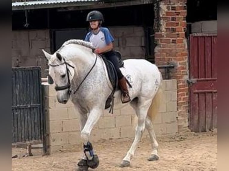 PRE Mix Hengst 13 Jaar 164 cm Schimmel in MADRID